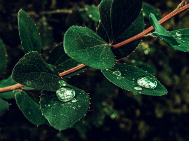 A Branch With Water Droplets On The Green Leaves Photographie intitulée "A Branch With Water…" par Michael Lomiya, Œuvre d'art originale, Photographie manipulée
