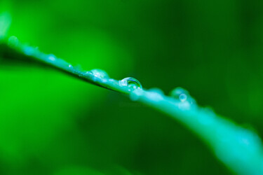 Photographie intitulée "Goutte" par Alisson Drubay, Œuvre d'art originale, Photographie numérique