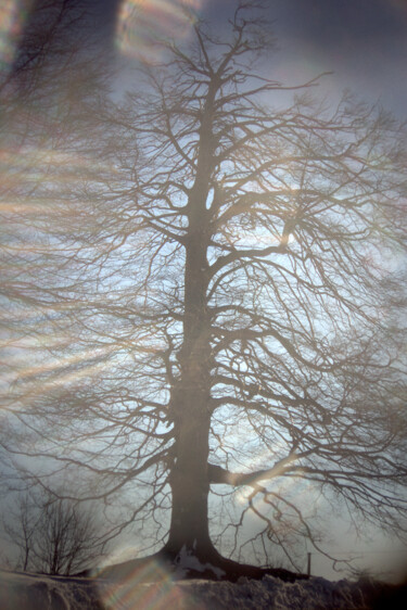 albero in controluce Fotografia intitolato "albero in controluce" da Roberto Ferrero, Opera d'arte originale, Fotografia digitale
