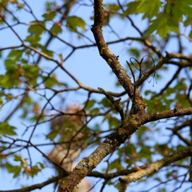 Photography titled "Branches" by Thomas Waldman, Original Artwork, Digital Photography