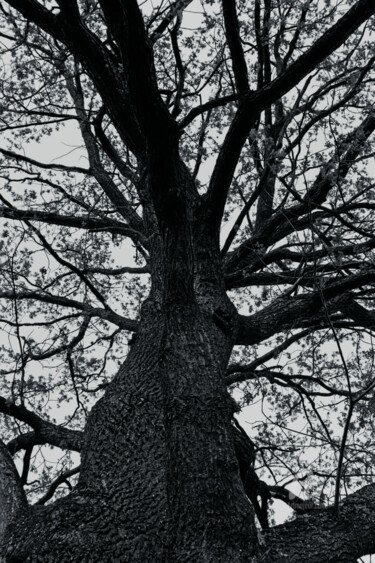 摄影 标题为“arbre de la vie” 由Oleg Andrienko, 原创艺术品, 数码摄影