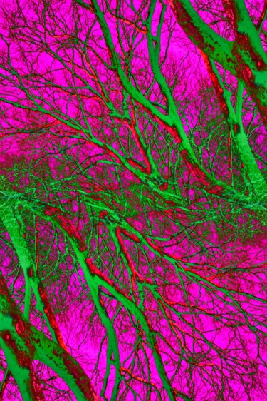 Photography titled "Root" by Alexandra Daoust, Original Artwork, Digital Photography