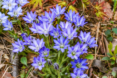 Harurindou blooms like blue jewely #01 Fotografie getiteld "Harurindou blooms l…" door Svalvald Photo, Origineel Kunstwerk, Digitale fotografie