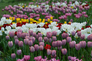 摄影 标题为“Tulips in the park” 由Irina Bbota, 原创艺术品, 数码摄影