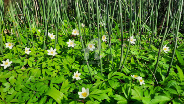 제목이 "Sous-bois"인 사진 Monique Pouzet로, 원작, 조작되지 않은 사진