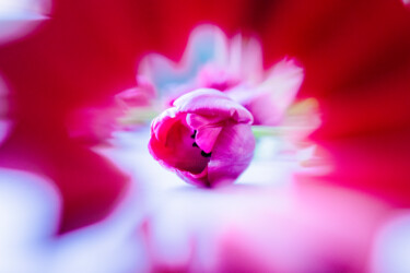Fotografia zatytułowany „Tulip” autorstwa Anna Sowinska, Oryginalna praca, Fotografia cyfrowa