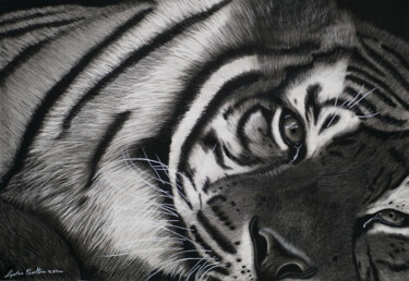 图画 标题为“Resting Sumatran Ti…” 由Lynton Bolton, 原创艺术品, 木炭