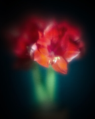 제목이 "Amaryllis"인 사진 Olivier Pasquiers로, 원작, 조작되지 않은 사진