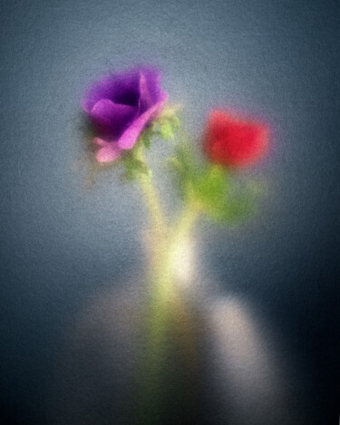 "Anémone #4" başlıklı Fotoğraf Olivier Pasquiers tarafından, Orijinal sanat, Fotoşopsuz fotoğraf