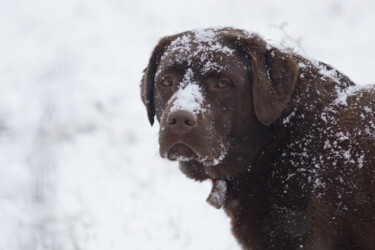 Chien dans la neige