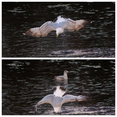 Seagull Diving on River Two Photograph Collage Fotografie mit dem Titel "Seagull Diving on R…" von Kristen Olotka, Original-Kunstwerk, Digitale Fotografie