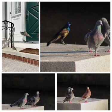City Birds Four Photograph Collage Fotografia intitolato "City Birds Four Pho…" da Kristen Olotka, Opera d'arte originale, Fotografia digitale