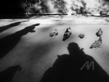 摄影 标题为“The life of a pigeon” 由Alen Gurovic, 原创艺术品, 数码摄影