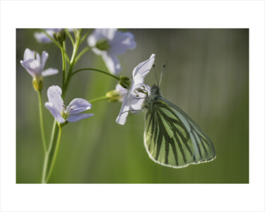 Fotografie getiteld "☼ ☼ ☼ 25" door Tanieblue, Origineel Kunstwerk, Digitale fotografie