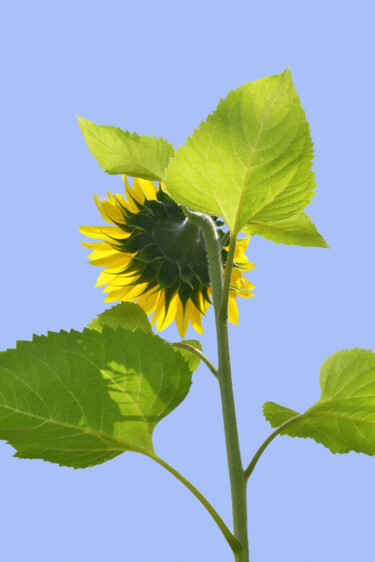 Photography titled "Flowerissimo_18588" by Michael Vdovin, Original Artwork, Digital Photography