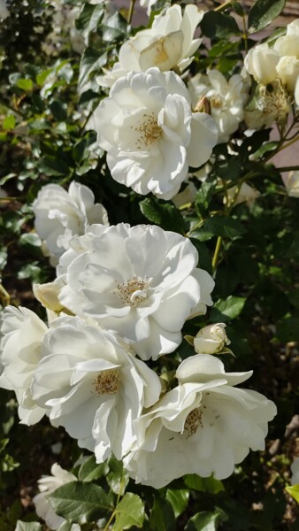 Photographie intitulée "Les fleurs blanches" par Emma Laflute, Œuvre d'art originale, Photographie numérique