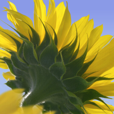 "Flowerissimo_18430" başlıklı Fotoğraf Michael Vdovin tarafından, Orijinal sanat, Dijital Fotoğrafçılık
