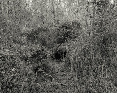 "The Forest - 05" başlıklı Fotoğraf Cyril Bquart tarafından, Orijinal sanat, Analog Fotoğrafçılık
