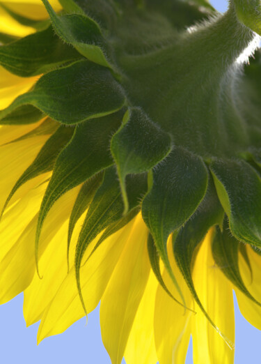 Photography titled "Flowerissimo_18424" by Michael Vdovin, Original Artwork, Digital Photography