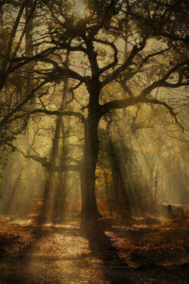 Photography titled "Avec les fées (2)" by Catherine Péré, Original Artwork, Digital Photography