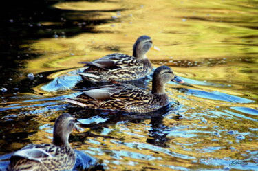 Fotografie getiteld "Canards et reflets 1" door Sylvie Chapuis, Origineel Kunstwerk, Niet gemanipuleerde fotografie