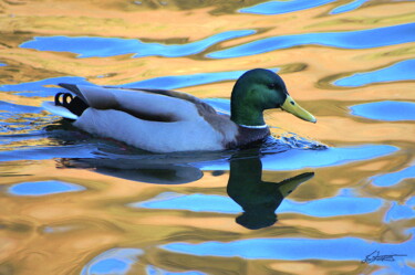 Fotografie getiteld "Canard et reflets 2" door Sylvie Chapuis, Origineel Kunstwerk, Niet gemanipuleerde fotografie