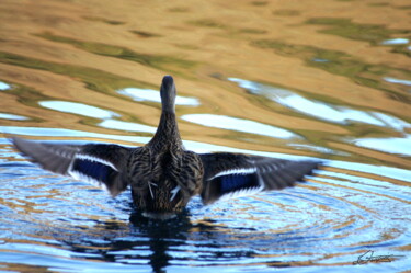 Fotografie getiteld "Canard et reflets 3" door Sylvie Chapuis, Origineel Kunstwerk, Niet gemanipuleerde fotografie