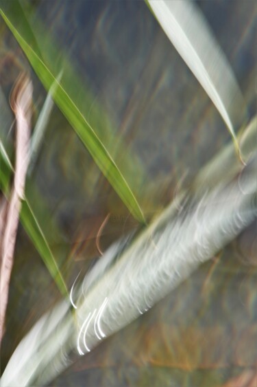 Photography titled "Plumes de couleur" by Marie Marlène Mahalatchimy, Original Artwork, Non Manipulated Photography