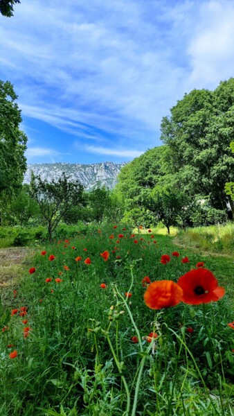 Photographie intitulée "Pretty poppies" par Emma Laflute, Œuvre d'art originale, Photographie numérique
