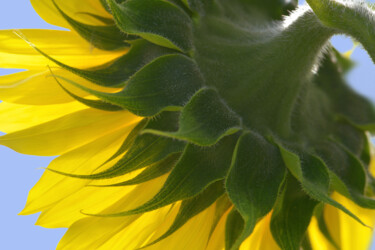 "Flowerissimo_18423" başlıklı Fotoğraf Michael Vdovin tarafından, Orijinal sanat, Dijital Fotoğrafçılık