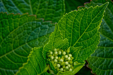 Hortensia 106. Fotografia intitolato "Hortensia 106." da Thierry Martin, Opera d'arte originale, Fotografia digitale
