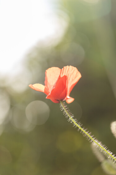 Fotografia zatytułowany „Coquelicot au soleil” autorstwa Aline Sprauel, Oryginalna praca, Fotografia cyfrowa