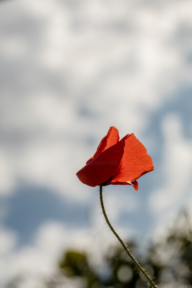 Fotografia zatytułowany „Coquelicot dans le…” autorstwa Aline Sprauel, Oryginalna praca, Fotografia cyfrowa