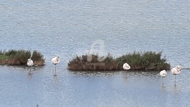 Photographie intitulée "Flamants roses" par Monique Pouzet, Œuvre d'art originale, Photographie numérique