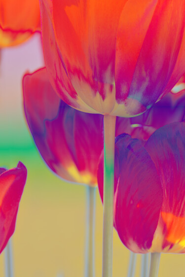 Fotografie getiteld "Flowerissimo_17864" door Michael Vdovin, Origineel Kunstwerk, Digitale fotografie