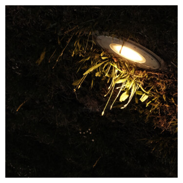Photography titled "light and plants" by Zheka Khalétsky, Original Artwork, Non Manipulated Photography