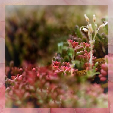 Fotografie mit dem Titel "Fairies world." von Selarte, Original-Kunstwerk, Digitale Fotografie