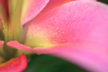 "Flowerissimo_14698" başlıklı Fotoğraf Michael Vdovin tarafından, Orijinal sanat, Dijital Fotoğrafçılık