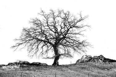 Photography titled "XidesEiche1_03SW" by Gerhard Bumann, Original Artwork, Digital Photography