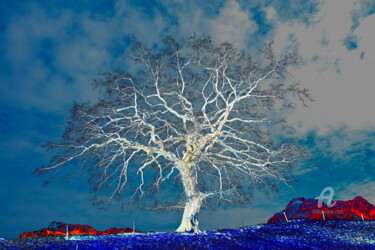 Photography titled "XidesEiche2_03CR" by Gerhard Bumann, Original Artwork, Digital Photography