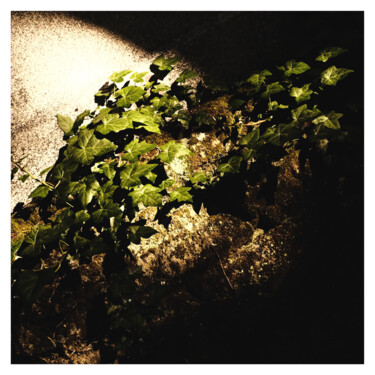제목이 "VI (green)"인 사진 Zheka Khalétsky로, 원작, 조작되지 않은 사진