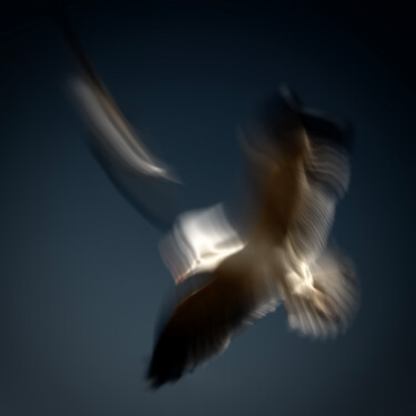 Soaring Hight I 摄影 标题为“Soaring Hight I” 由Rosa Frei, 原创艺术品, 数码摄影