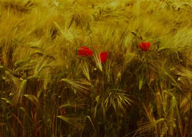 摄影 标题为“Coquelicots” 由Georges Lievre, 原创艺术品, 数码摄影