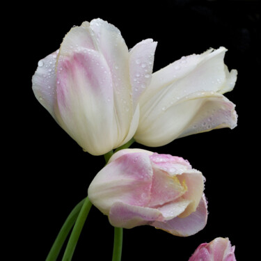 Photography titled "Flowerissimo_11161" by Michael Vdovin, Original Artwork, Digital Photography