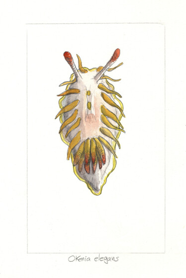 Dessin intitulée "Okkenia" par Gilles Macagno, Œuvre d'art originale, Aquarelle