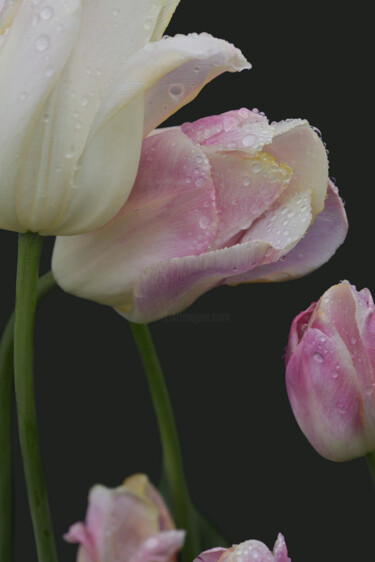 "Flowerissimo_11196" başlıklı Fotoğraf Michael Vdovin tarafından, Orijinal sanat, Dijital Fotoğrafçılık