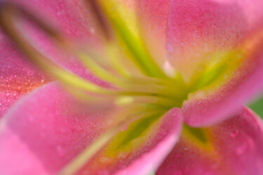 "Flowerissimo_14342" başlıklı Fotoğraf Michael Vdovin tarafından, Orijinal sanat, Dijital Fotoğrafçılık