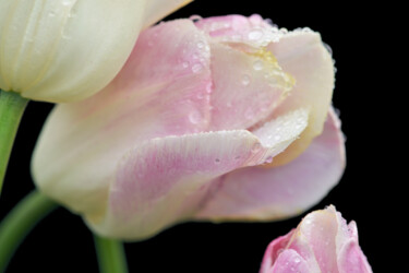 "Flowerissimo_11186" başlıklı Fotoğraf Michael Vdovin tarafından, Orijinal sanat, Dijital Fotoğrafçılık