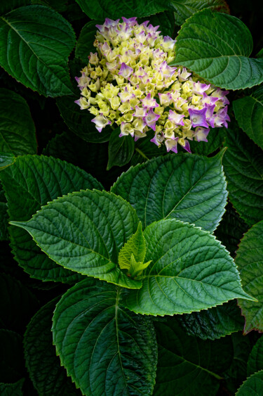 Hortensia 119. Fotografia intitolato "Hortensia 119." da Thierry Martin, Opera d'arte originale, Fotografia digitale