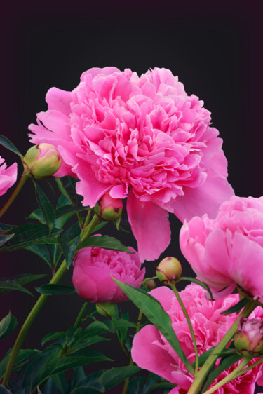 "Flower_10008" başlıklı Fotoğraf Michael Vdovin tarafından, Orijinal sanat, Dijital Fotoğrafçılık